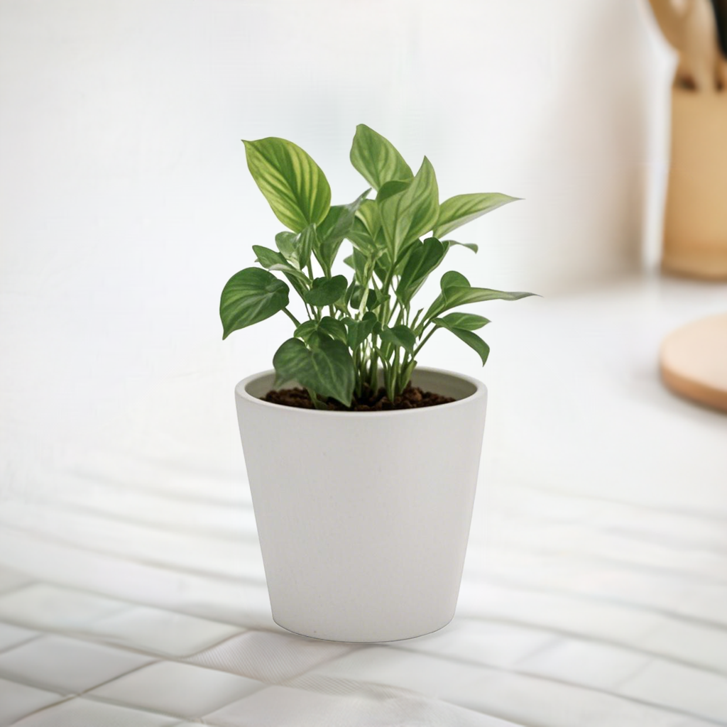 【Greenship 3年保証】植木鉢 ガーデニング おしゃれ 軽量 屋内 屋外 ツヤ 環境にやさしい プラスチック 観葉植物 多機能植木鉢 園芸用品 穴なし 4号 全品送料無料(北海道・沖縄・離島除く)
