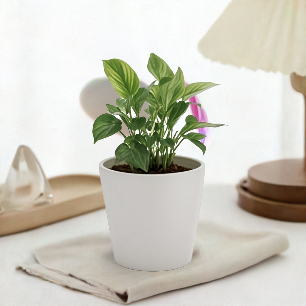 【Greenship 3年保証】植木鉢 ガーデニング おしゃれ 軽量 屋内 屋外 ツヤ 環境にやさしい プラスチック 観葉植物 多機能植木鉢 園芸用品 穴なし 4号 全品送料無料(北海道・沖縄・離島除く)
